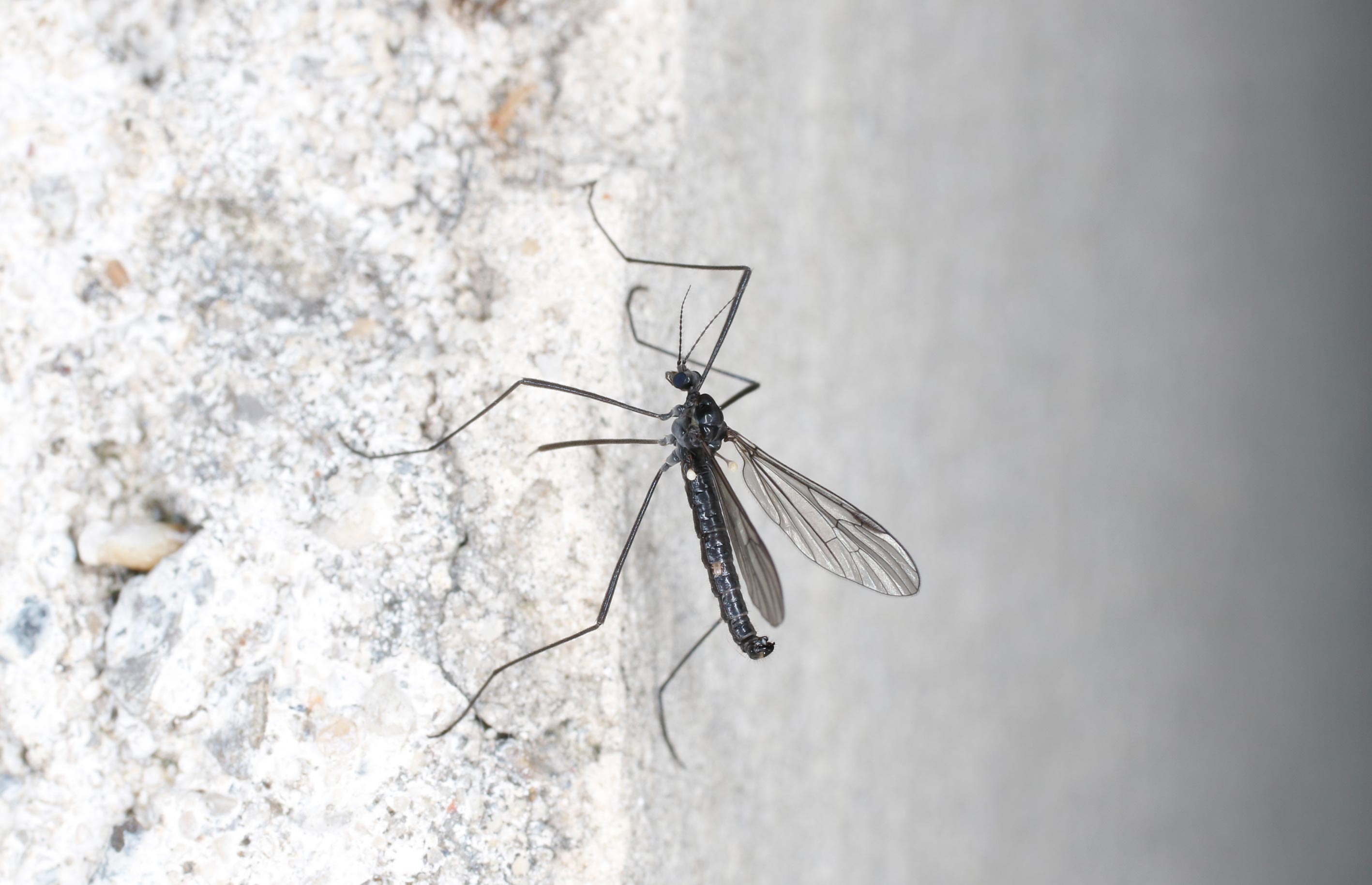 Limoniidae: Gnophomyia tristissima?